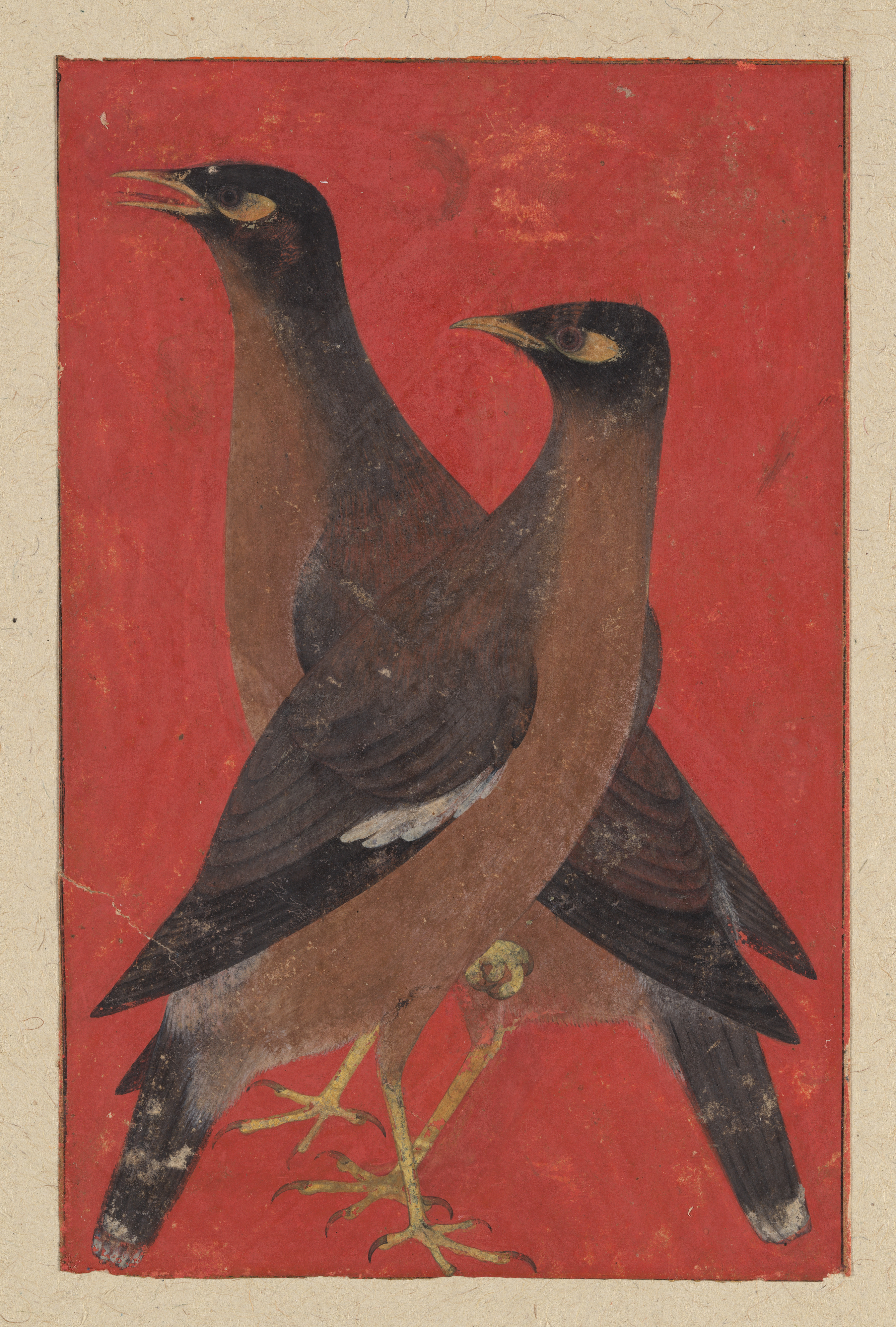 一对八哥